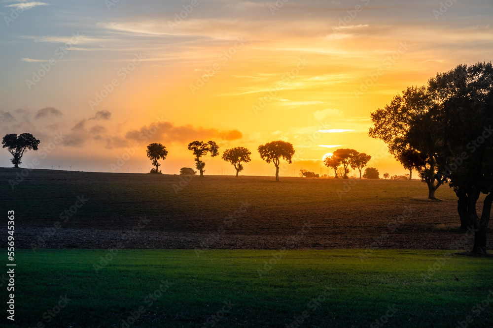 Landscape photography of a sunrise in the cultivated fields of the Cerrato Palentino region together with several hundred-year-old trees typical of the area