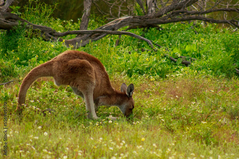 Small Kangaroo Grazing in Western Australian National Park Small Kangaroo Grazing in Western Australian National Park