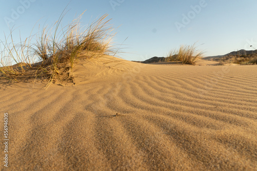 Dunes in Los Genoveses beach at sunset in the Gata Cape Natural Park coast. Almería, Andalucía, Spain. photo