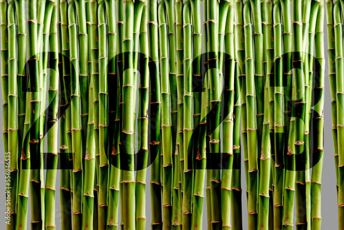 Green Bamboo wall backround in front view