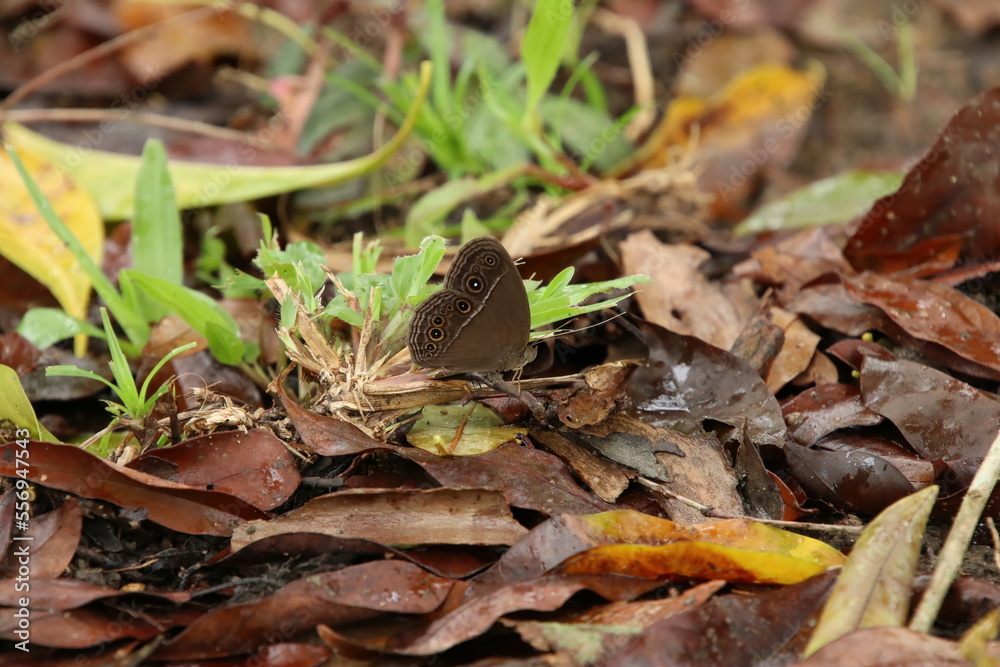 Small Invertebrate in the forest Small Invertebrate in the forest