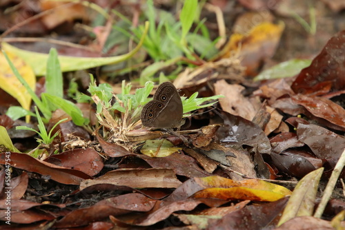 Small Invertebrate in the forest