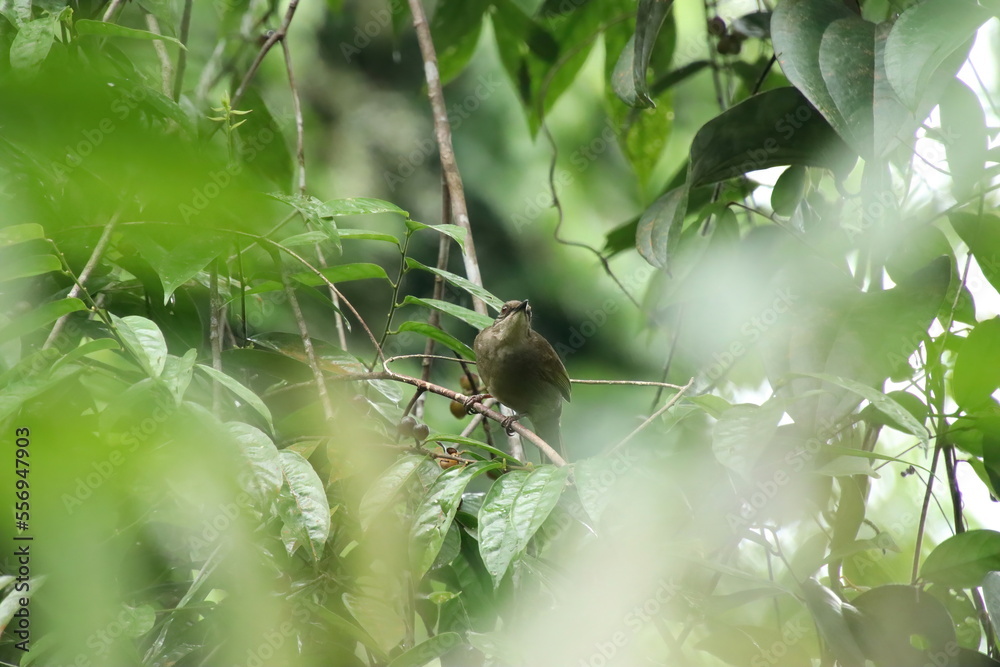Olive winged Bulbul behind the canopy