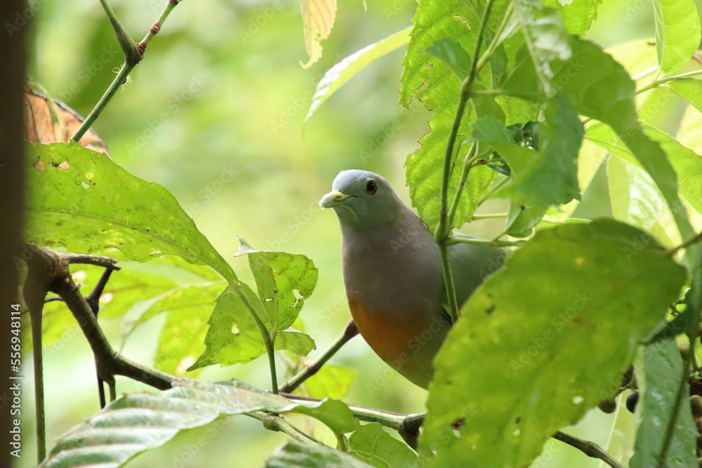 Obraz premium Pink Necked Green Pigeon amongst the bushes leaves