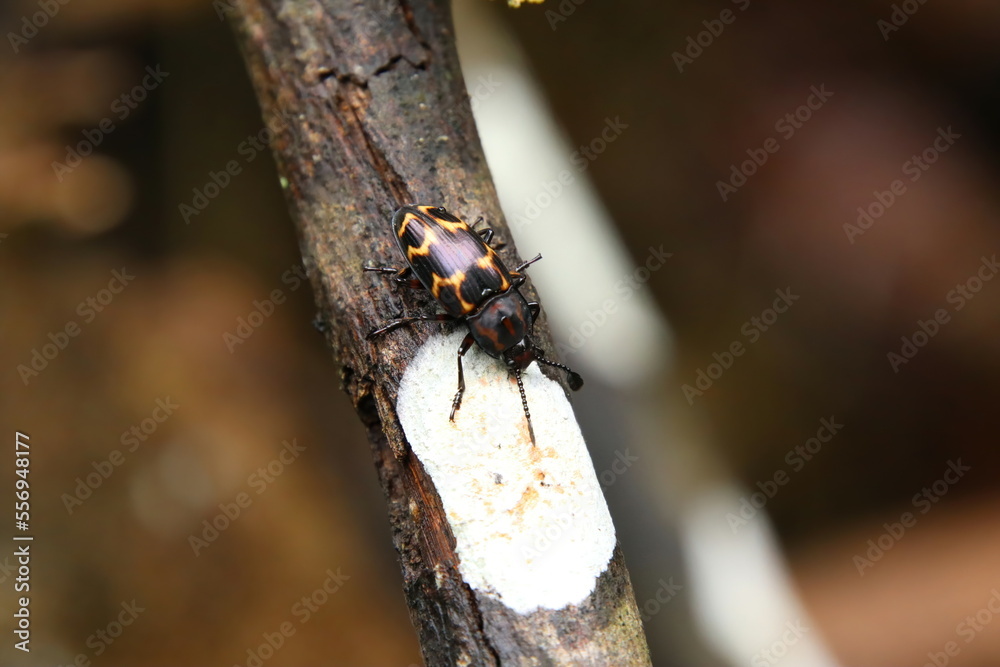 Pleasant Fungus Beetle on a wooden tree log Pleasant Fungus Beetle on a wooden tree log
