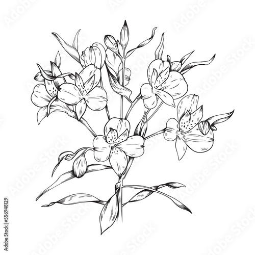 Black line illustartion of an alstroemeria branch isolated on white background