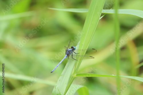 Slender Blue Skimmer Dragonfly on a blade of grass