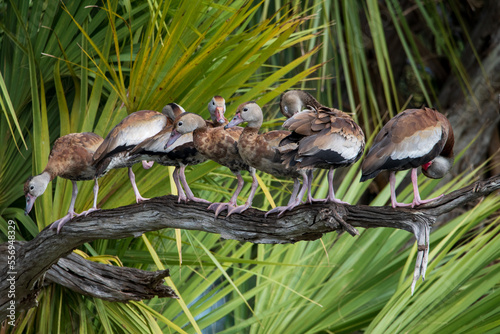 Black-bellied whistling ducks at Orlando Wetlands park photo