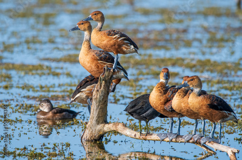 Fulvous whistling ducks on a lake in Florida. photo