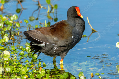 A common gallinule in a Florida swamp.