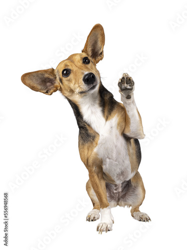 Cute mixed stray dog with big ears, sitting up facing front. One paw high in the air waving. Looking away from camera. Isolated cutout on transparent background.