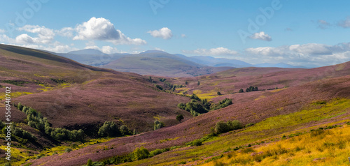 Purple Heather
