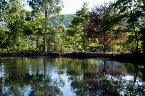 Photograph of lake at dawn in summer