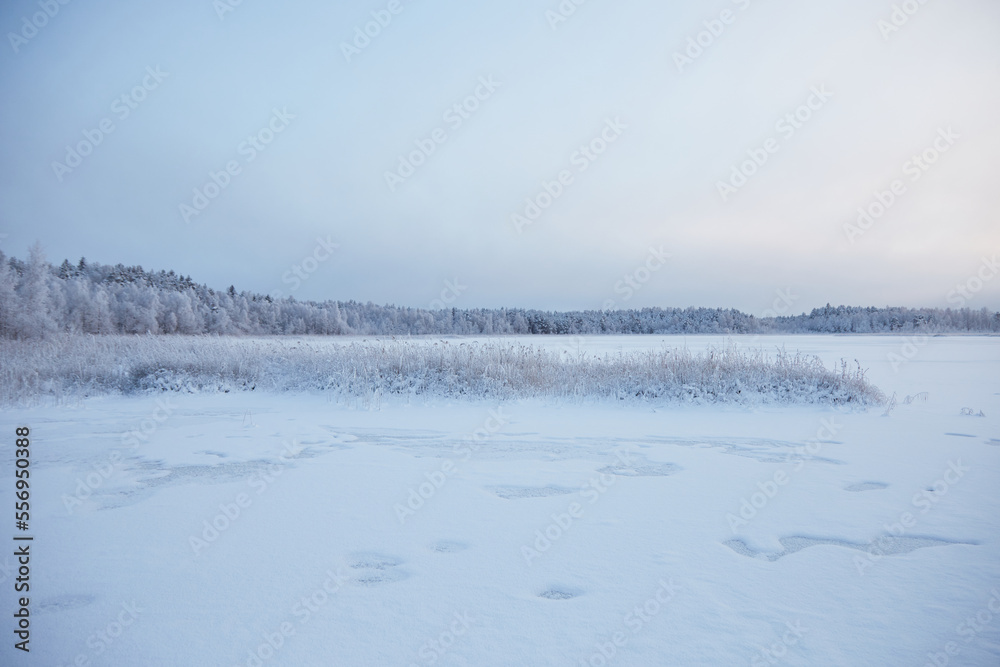 Winter beautiful landscape with field and forest covered with white fluffy snow, selective focus