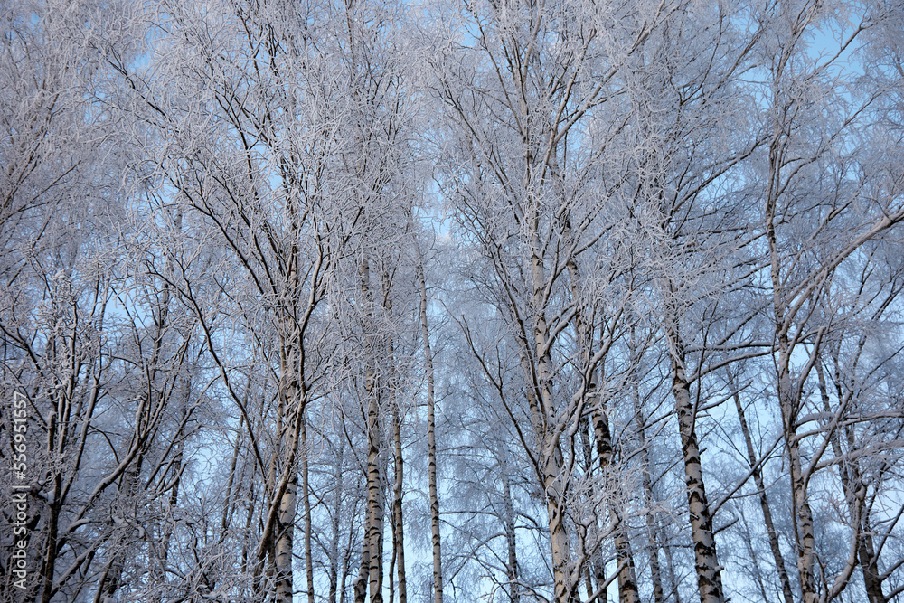 Birch grove covered with hoar frost on a cold winter day, selective focus Birch grove covered with hoar frost on a cold winter day, selective focus