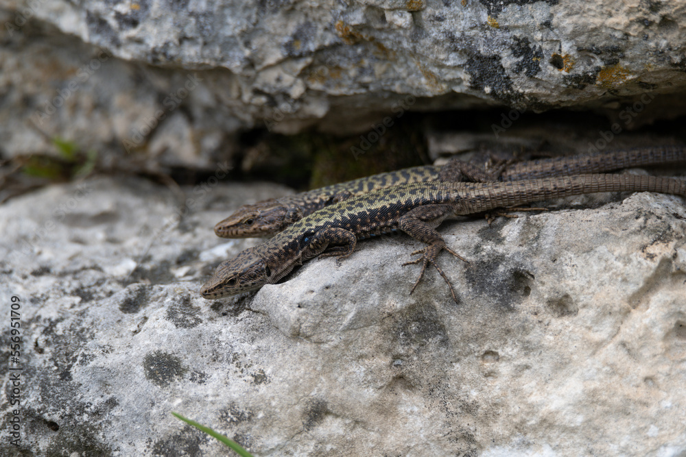 Pair of Brauner's rock lizard or Darevskia brauneri Pair of Brauner's rock lizard or Darevskia brauneri