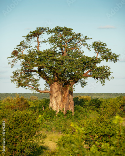 Tableau sur toile South Africa, Kruger National Park, Baobab Tree