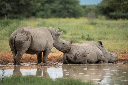 South Africa, Marakele National Park, White Rhinoceros resting at waterhole photo