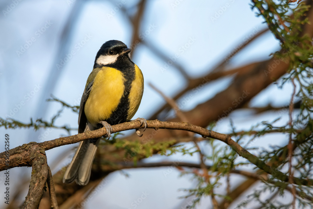 Fototapeta premium Colorful great tit or Parus major perches on a branch