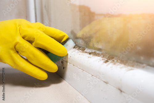 Woman is cleaning A lot of Black mold fungus growing on the windowsill at home. Dampness problem concept. Condensation on the window.