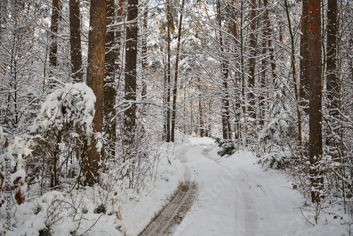 leśna droga ,zima 