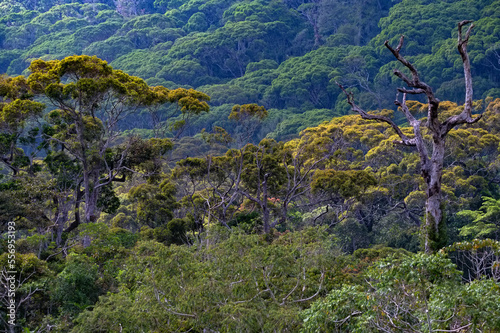 Scenic view of rainforest Sinharaja in Sri Lanka