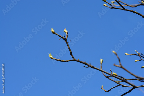 European bladdernut branch with buds photo