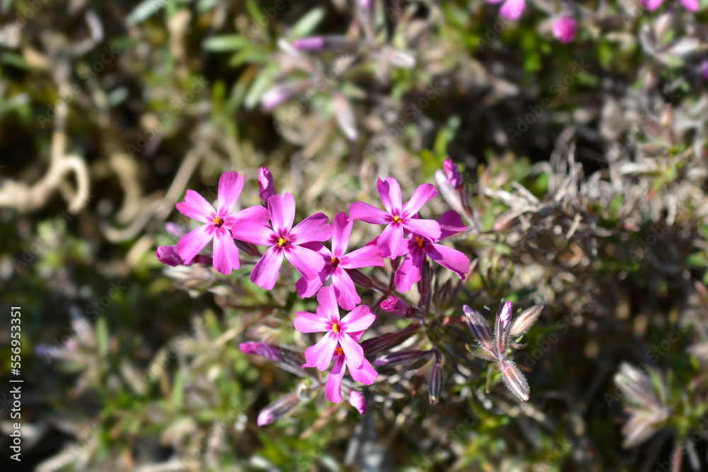 Fototapeta premium Creeping Phlox Atropurpurea flowers