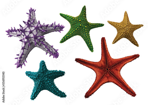 Collection of various Star fish with transparent background