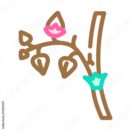 buckwheat plant healthy color icon vector. buckwheat plant healthy sign. isolated symbol illustration