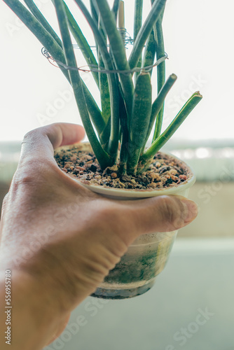 Hand holding a potted plant