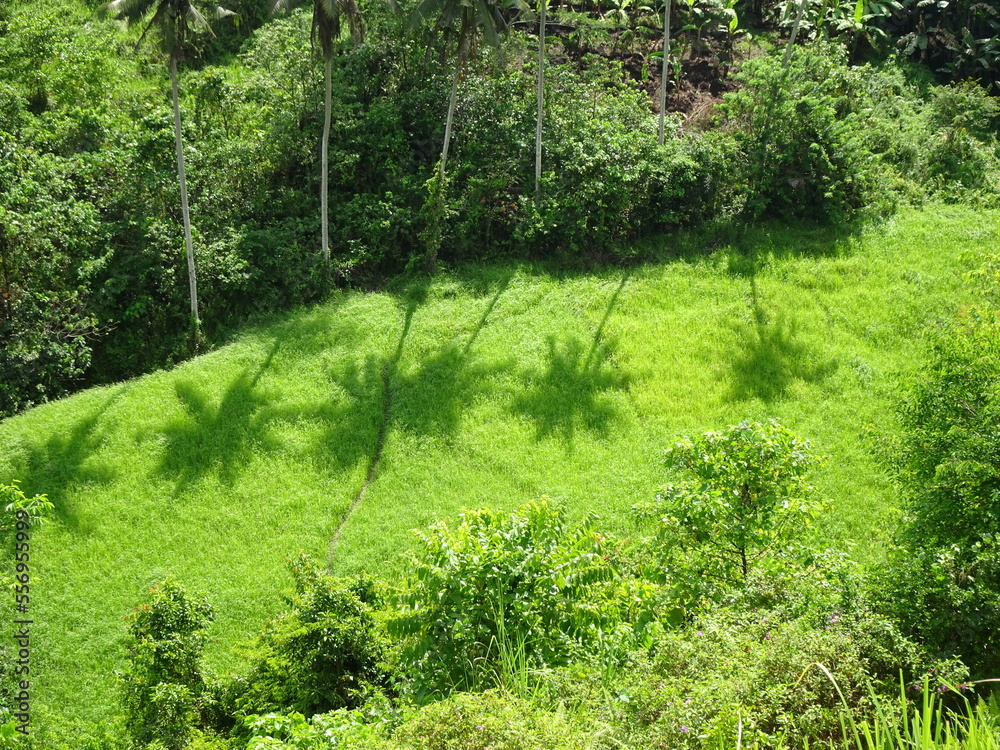 Obraz premium Palmenschatten