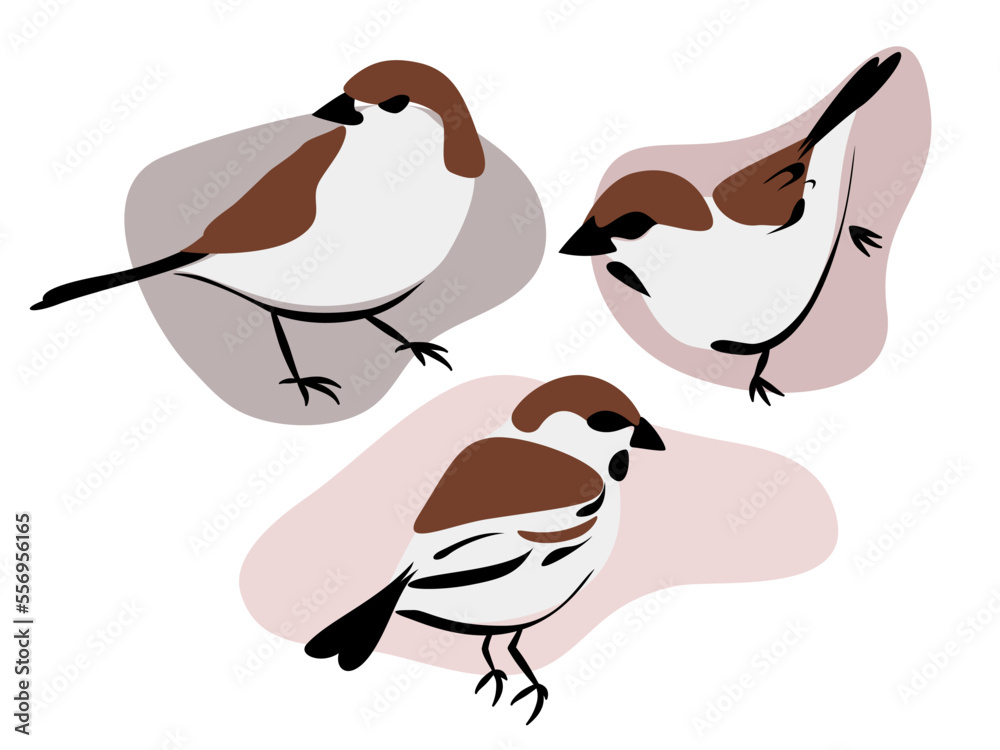 Trzy małe ptaki. Wróbel siedzący w trzech pozycjach. Wektorowa ilustracja na białym tle. - obrazy, fototapety, plakaty 