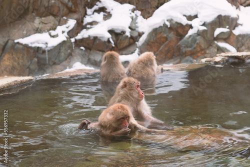 Snow monkeys japanese. Jigokudani monkey park, monkeys bathing in natural hot spring at Nagano, Japan.