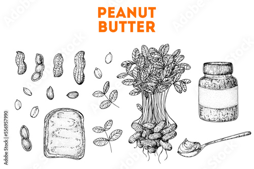 Peanut butter and ingredient for peanut butter sketch. Breakfast for energy. Hand drawn collection. Vector illustration. Design template. Vegan food. Peanut nut butter set.