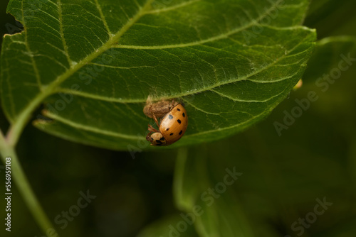 Ladybug parasitized by a Dinocampus Coccinellae wasp