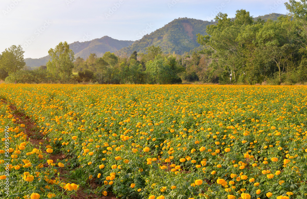 Field of marigold flowers
