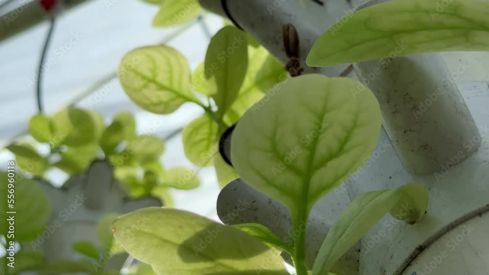 Sustainable Agriculture. Aquaponics based production method farm. Wellness, healthy and sustainable food sourcing concept. Vertical Farming. Sustainable Agriculture. Aquaponics based production method farm. Wellness, healthy and sustainable food sourcing concept. Vertical Farming.