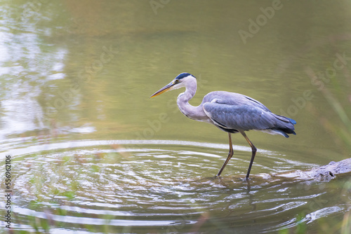  Great Blue Heron Perched on Log