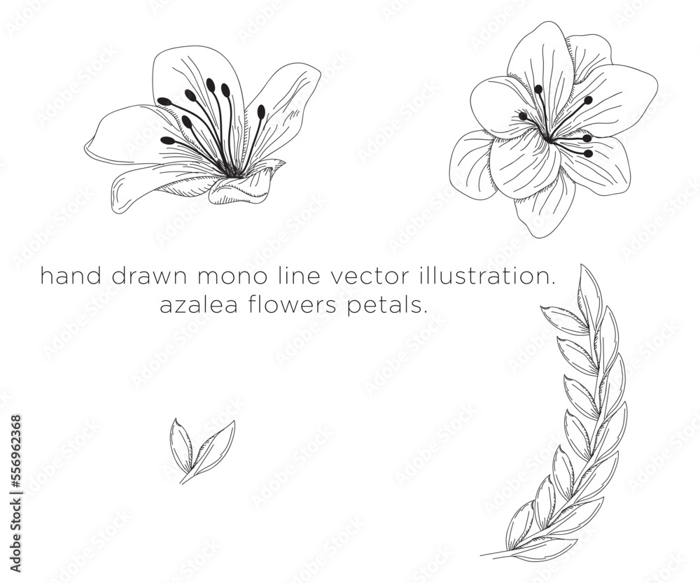 hand drawn mono line vector illustration. azalea petals. - obrazy, fototapety, plakaty 