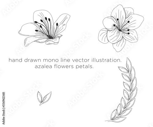 hand drawn mono line vector illustration. azalea petals.