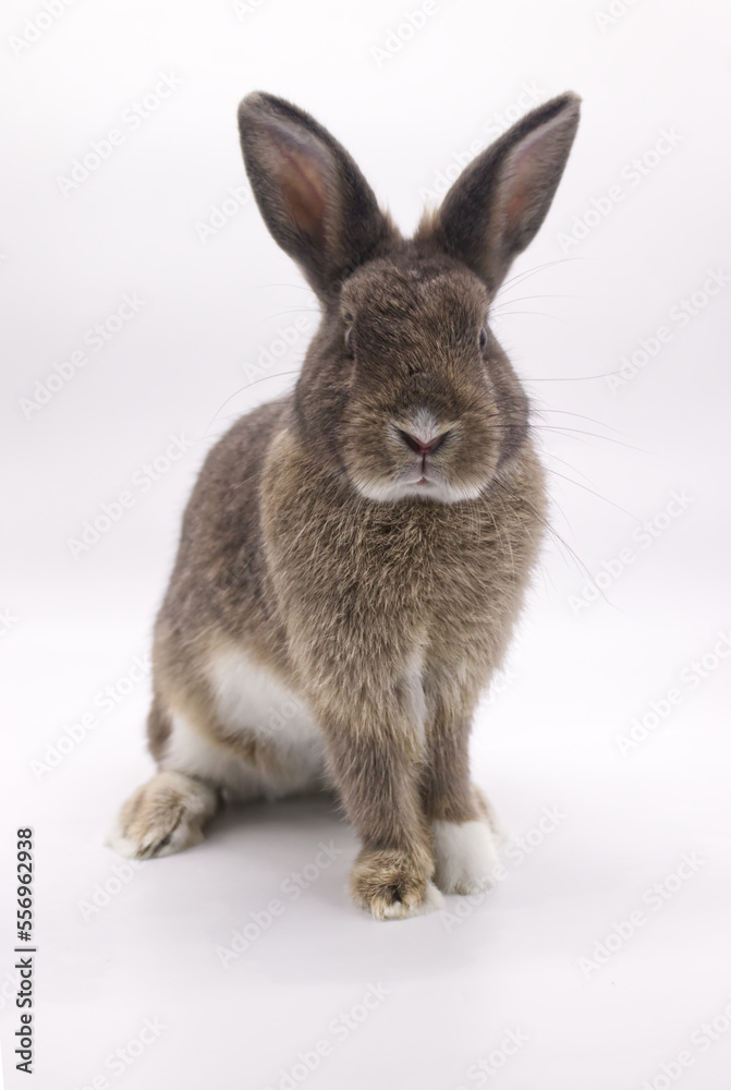 gray rabbit looking forward on white background gray rabbit looking forward on white background