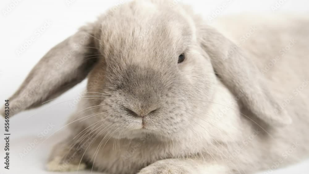 The gray rabbit lies on a white background and looks into the camera.