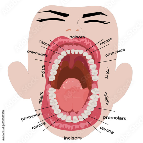 Visual aid of human open mouth anatomy and dentistry.Structure of oral cavity. Human mouth anatomy model with captions. Infographic design for educational poster. Vector illustration flat design
