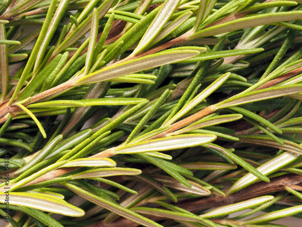 Close-up twigs of fresh rosemary for food background. Close-up twigs of fresh rosemary for food background.