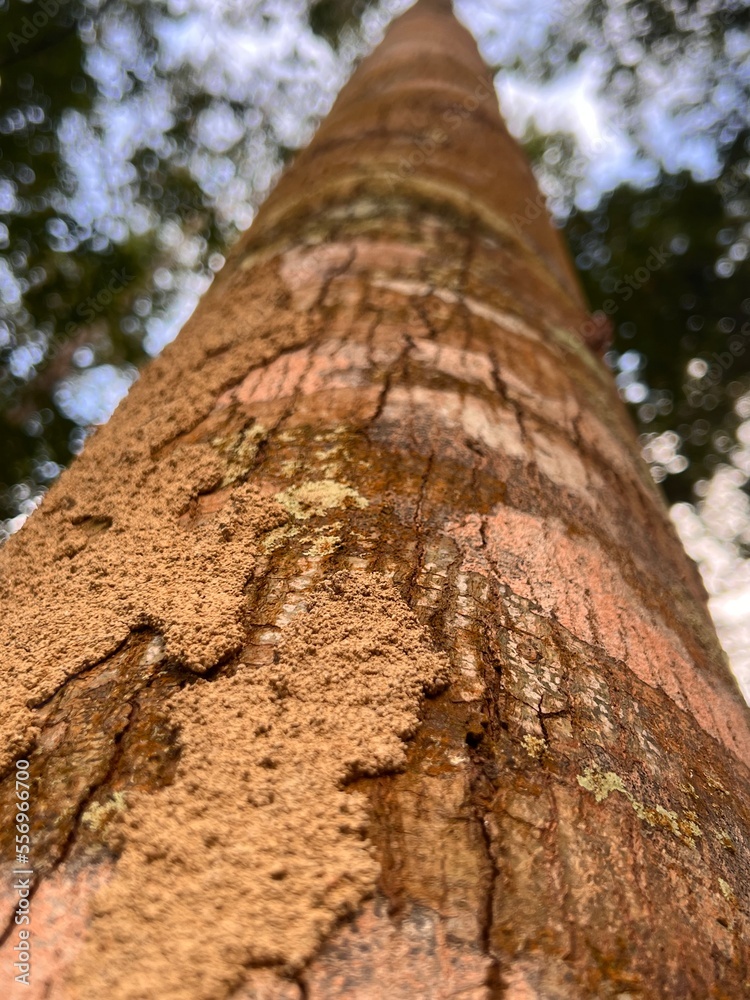 The forest tree bark is the top of the tree. Spiders forest The forest tree bark is the top of the tree. Spiders forest