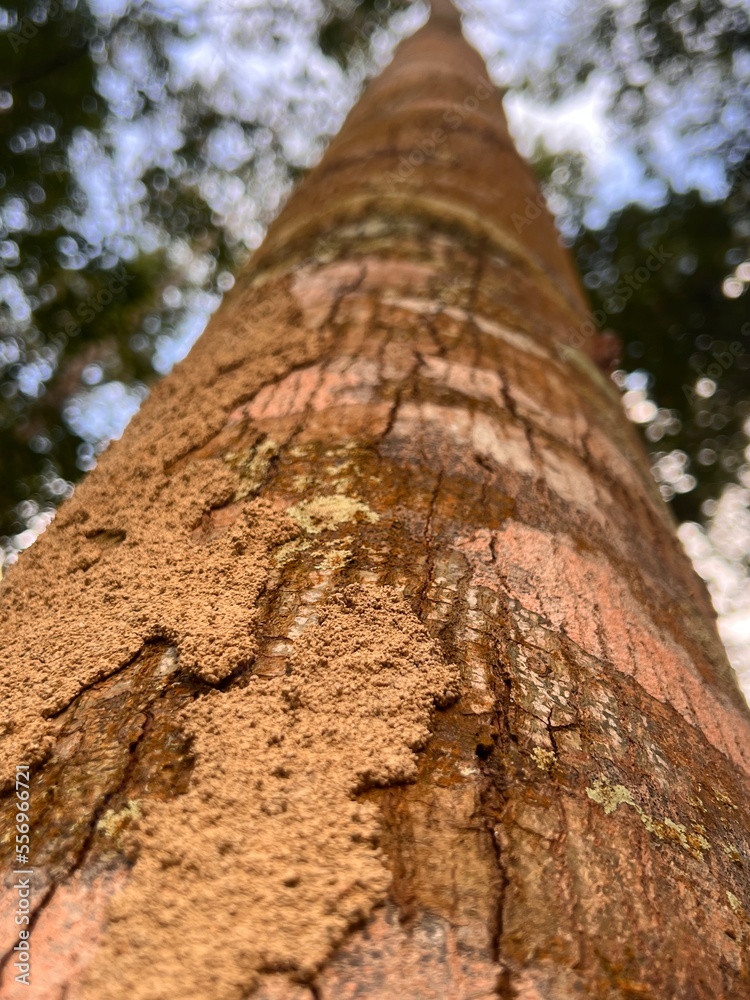 The forest tree bark is the top of the tree. Spiders forest The forest tree bark is the top of the tree. Spiders forest