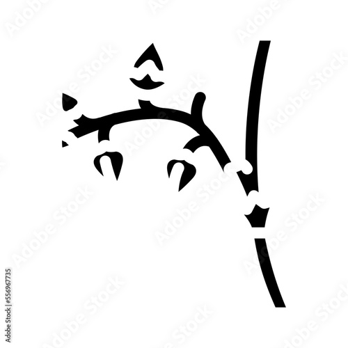 buckwheat plant healthy glyph icon vector. buckwheat plant healthy sign. isolated symbol illustration