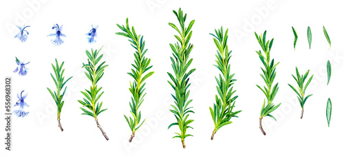 Rosemary set with flowers, leaves and sprigs on a white background. Watercolor illustration. Hand drawn botanical spices for cooking of provencal herbs. For design, booklets, restaurant menus.