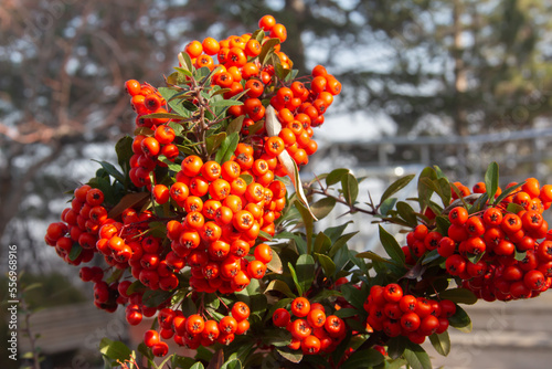 red rowan berries at sunset time 